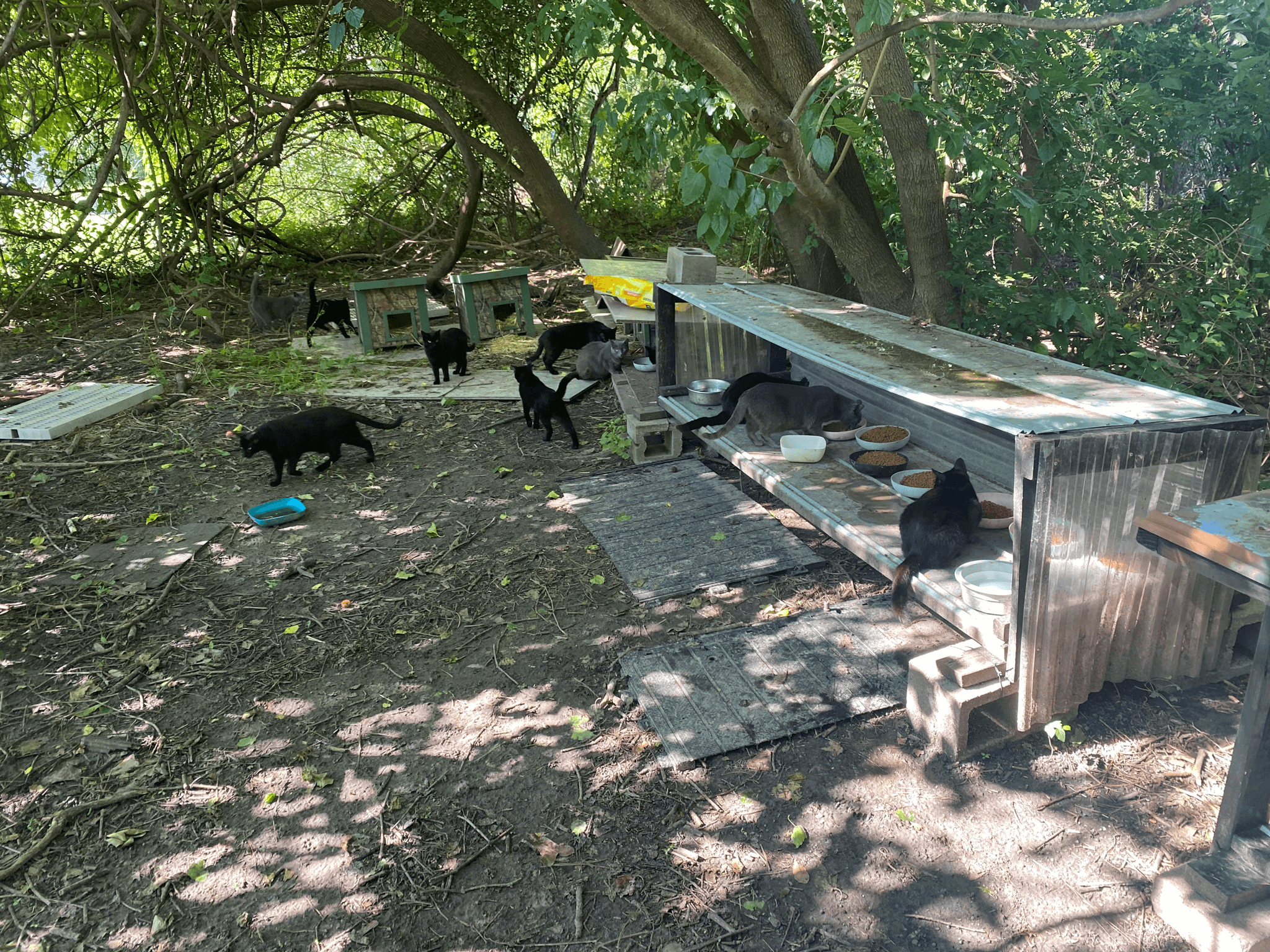 Cat-Colony-1