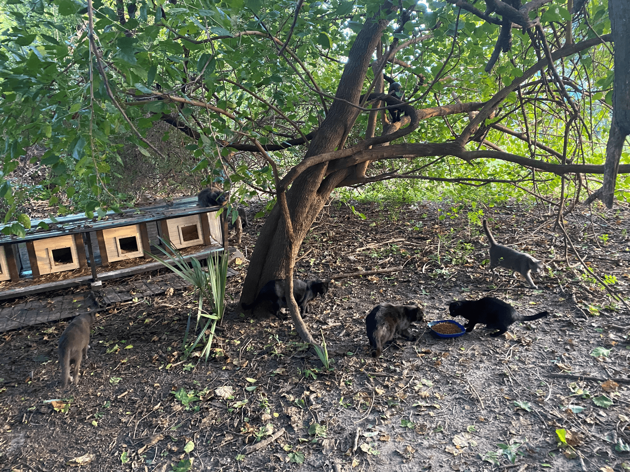 Cat-Colony-3